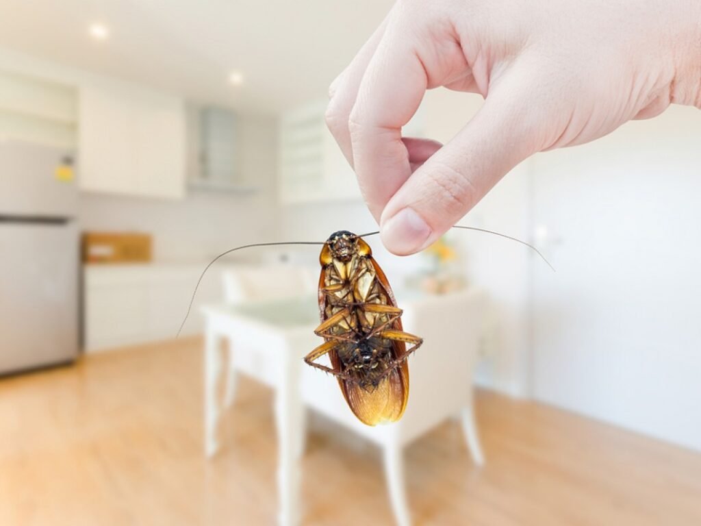 General Pest Control